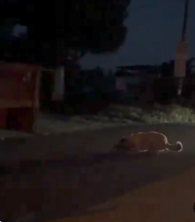 Hayvan Zulmüne Hızlı Müdahale: Traktörde Sürüklenen Köpek Kurtarıldı